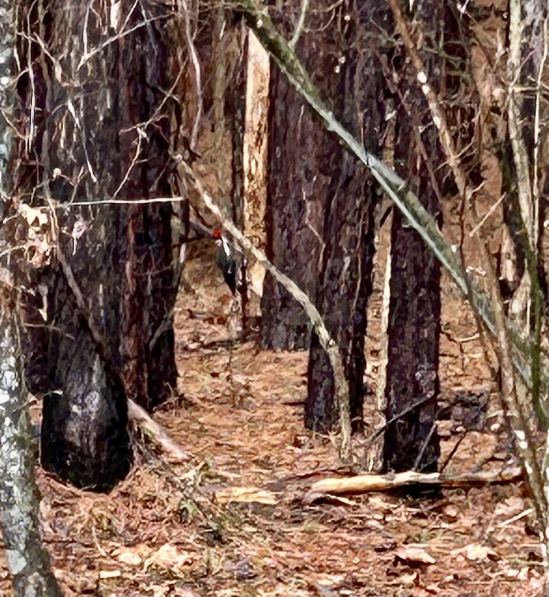 Pileated Woodpecker - ML629953378