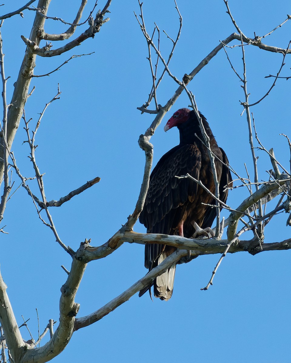 Turkey Vulture - ML629953610