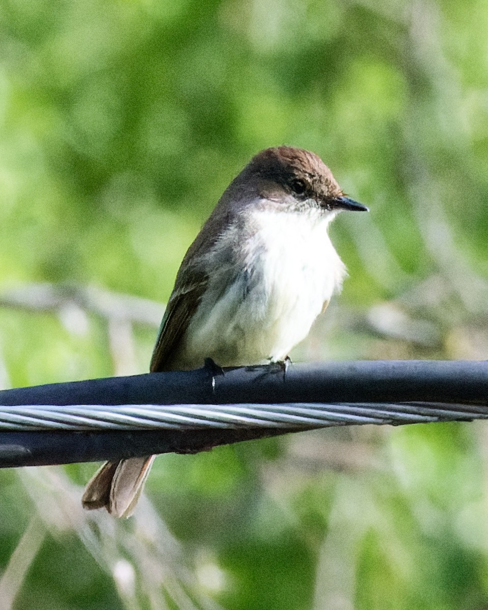 Eastern Phoebe - ML629953612