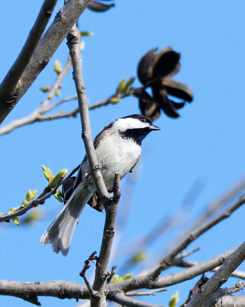 Carolina Chickadee - ML629953615
