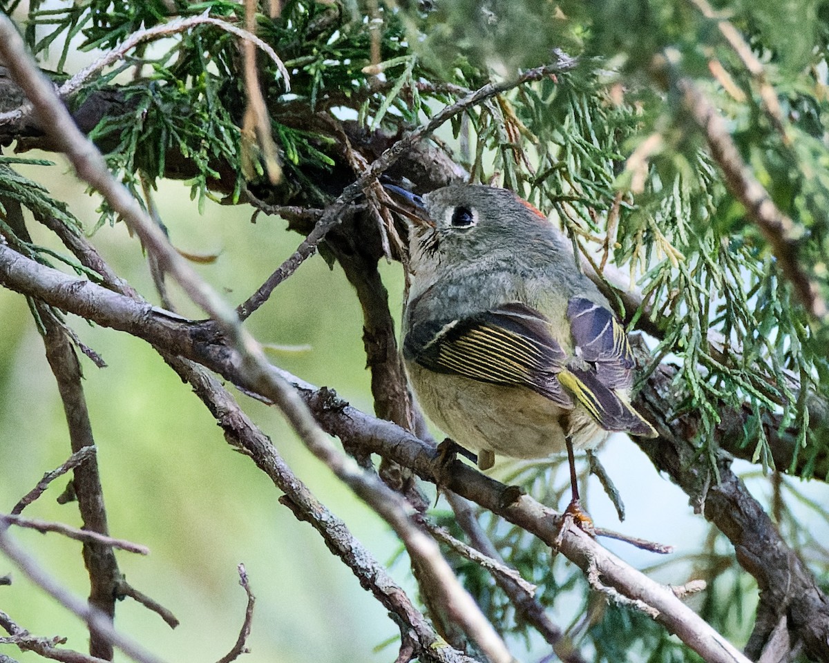 Ruby-crowned Kinglet - ML629953617