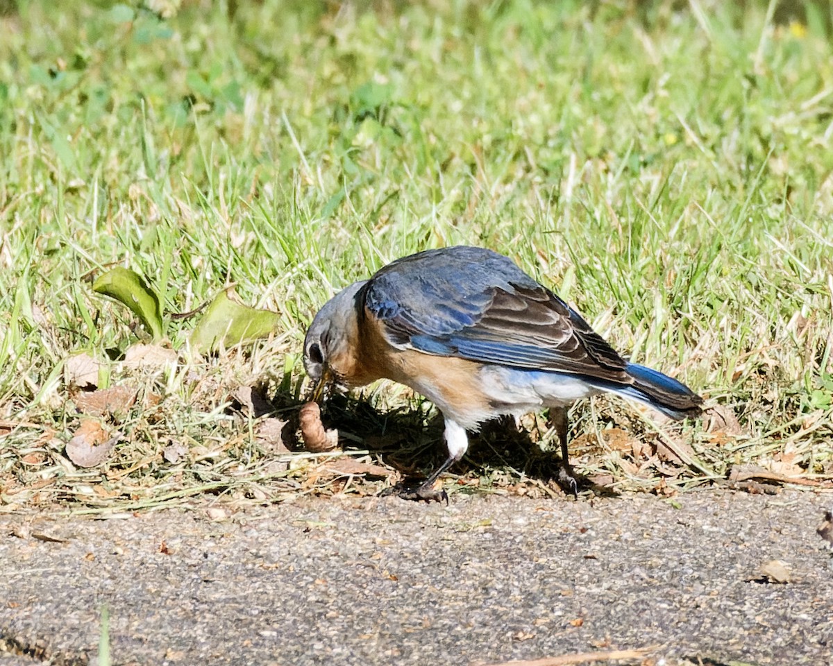 Eastern Bluebird - ML629953620