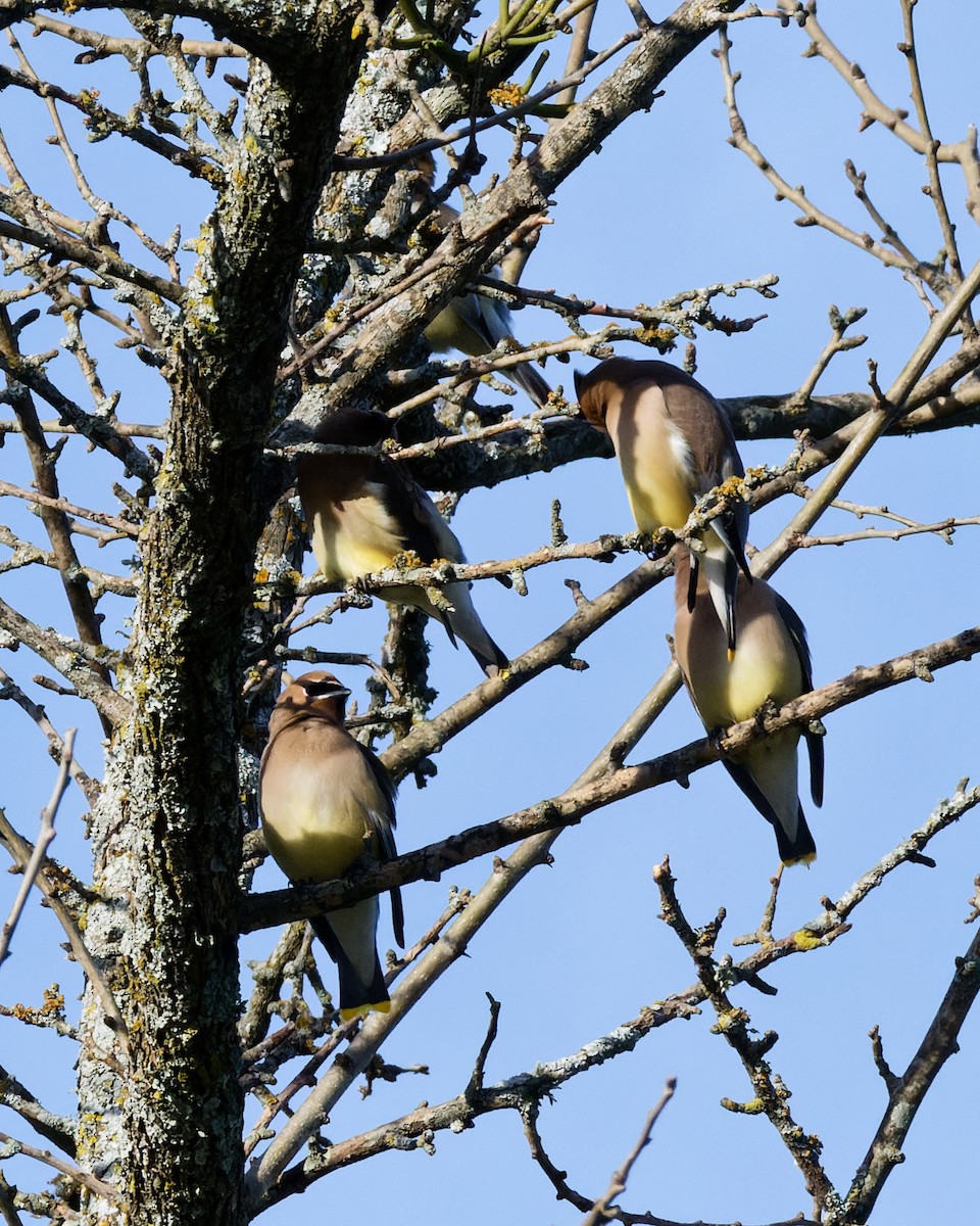 Cedar Waxwing - ML629953636