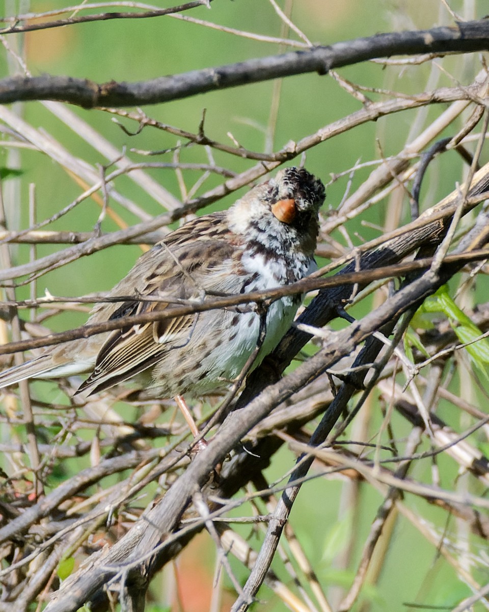 Harris's Sparrow - ML629953704