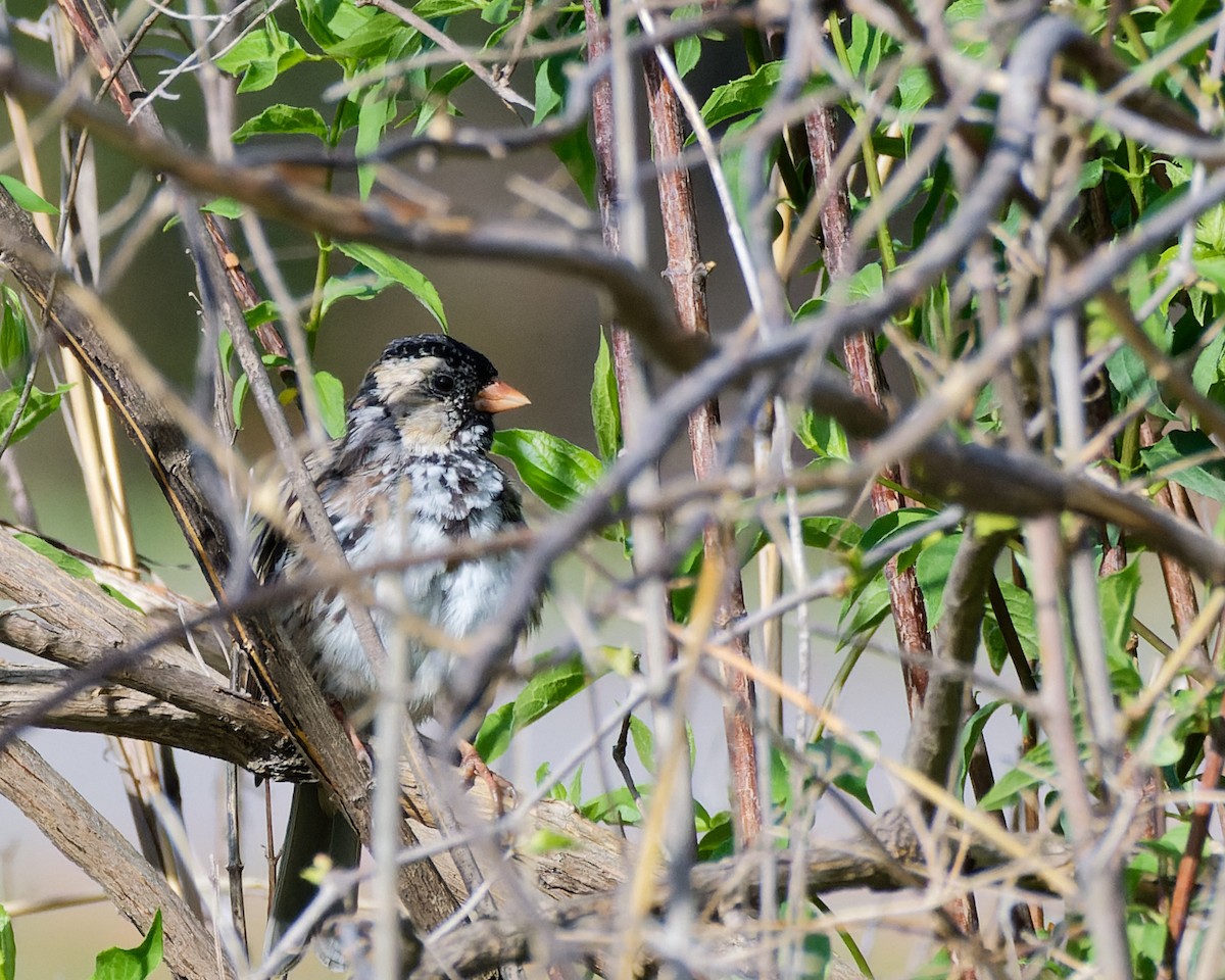 Harris's Sparrow - ML629953706
