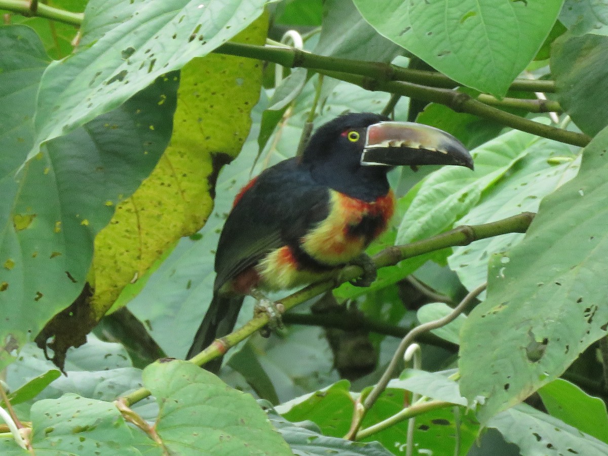 Collared Aracari - ML629953812