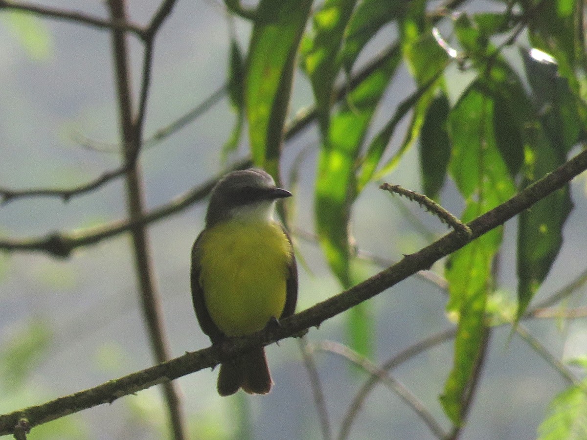 Gray-capped Flycatcher - ML629953933