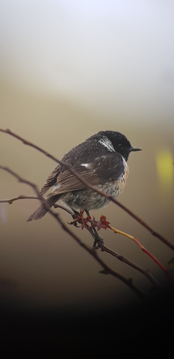 European Stonechat - ML629954003