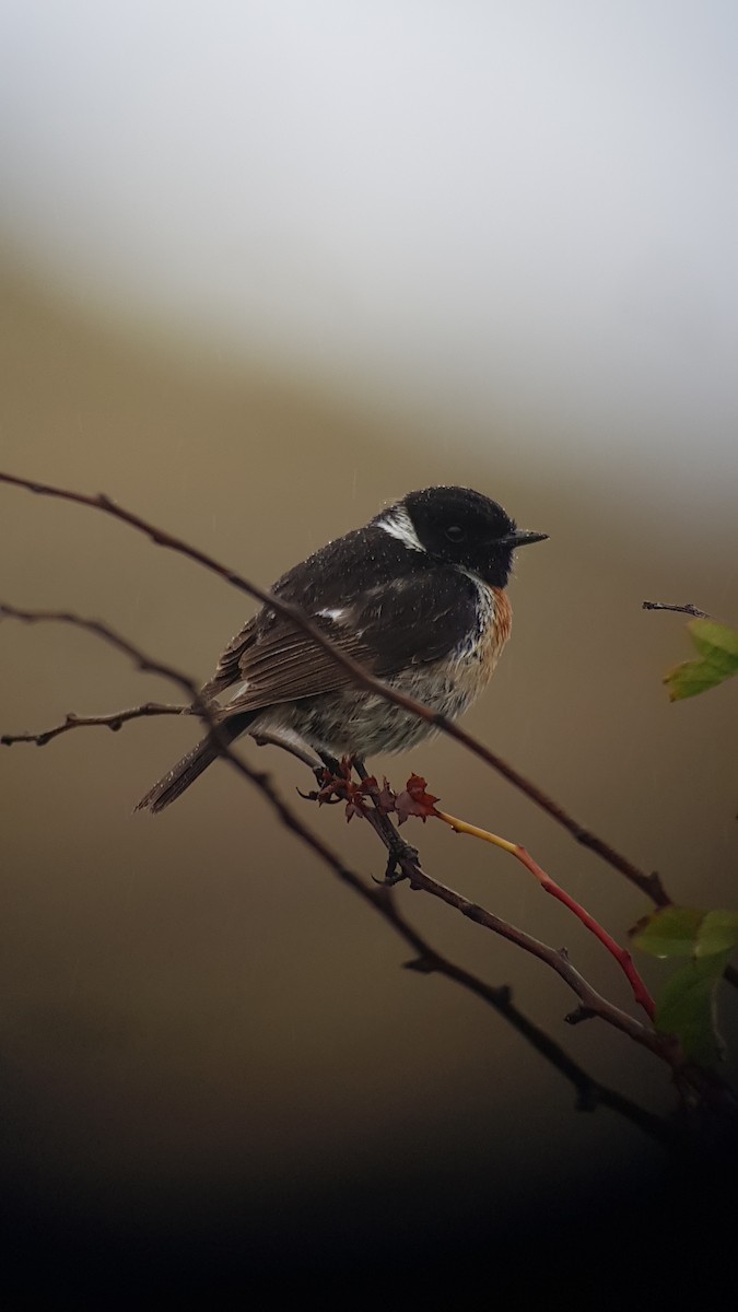 European Stonechat - ML629954004