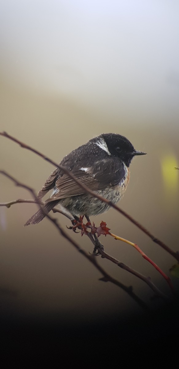 European Stonechat - ML629954005