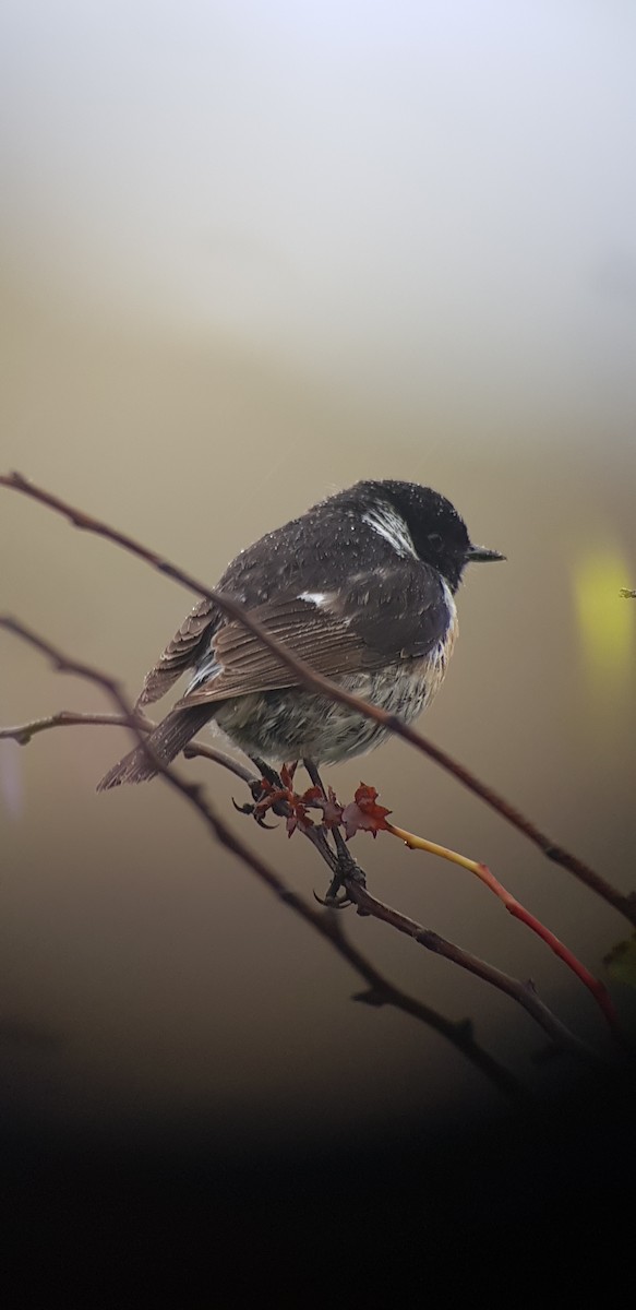 European Stonechat - ML629954006