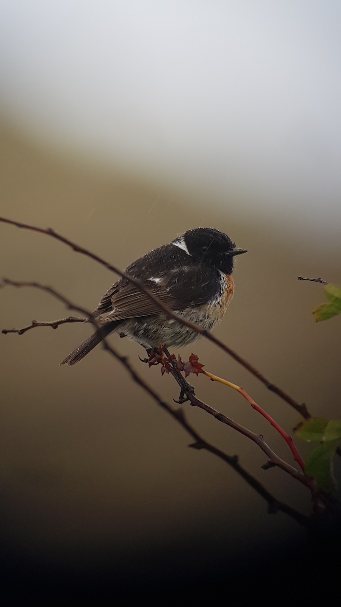 European Stonechat - ML629954019