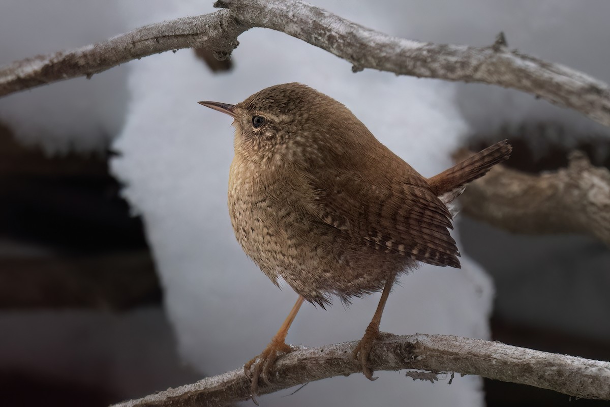 Winter Wren - ML629954030