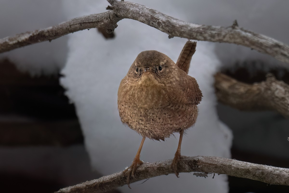 Winter Wren - ML629954031