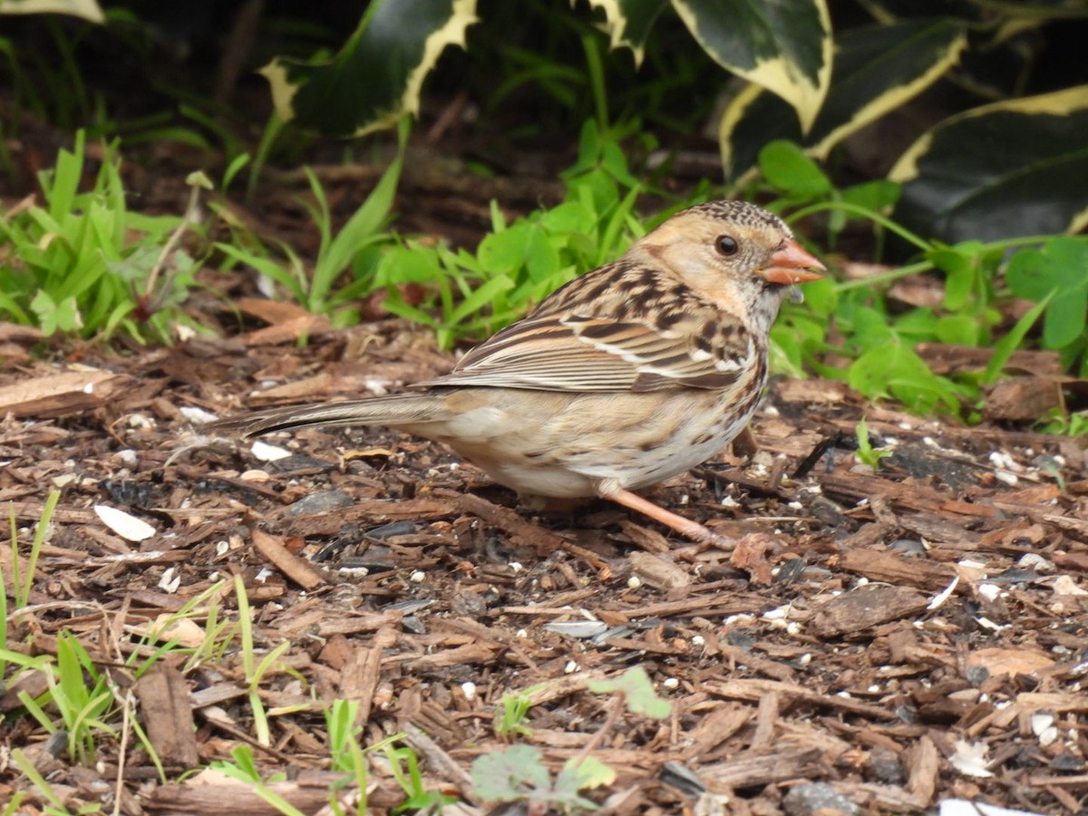 Harris's Sparrow - ML629954039