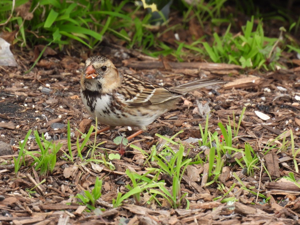 Harris's Sparrow - ML629954040