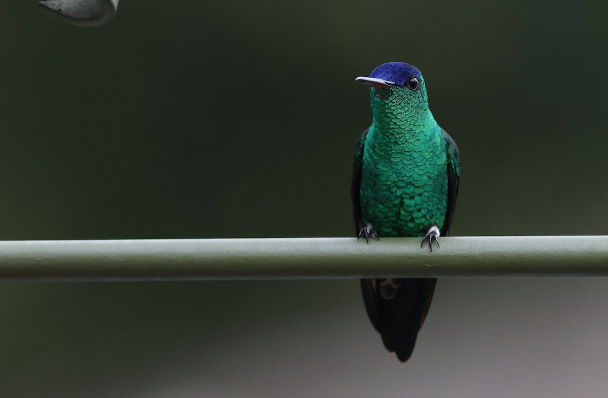 Indigo-capped Hummingbird - ML629954175