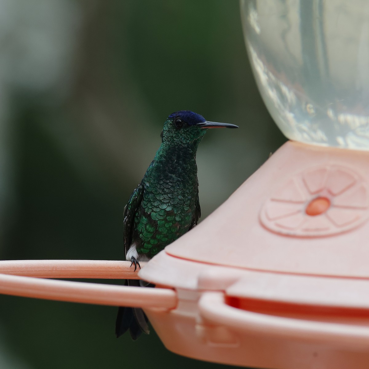 Indigo-capped Hummingbird - ML629954176