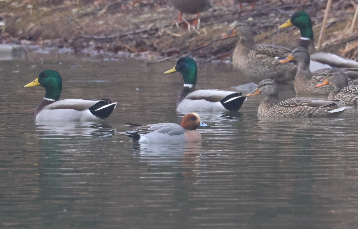 Eurasian Wigeon - ML629954236