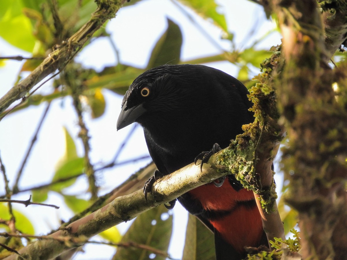 Red-bellied Grackle - ML629954287