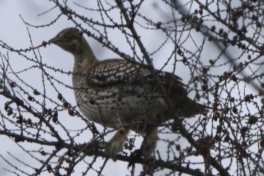 Sharp-tailed Grouse - ML629954349