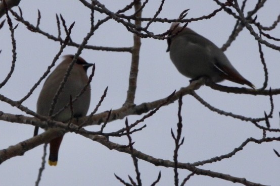 Bohemian Waxwing - ML629954367