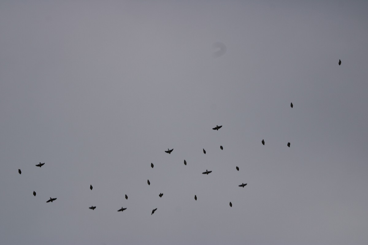 Cedar Waxwing - ML629954393