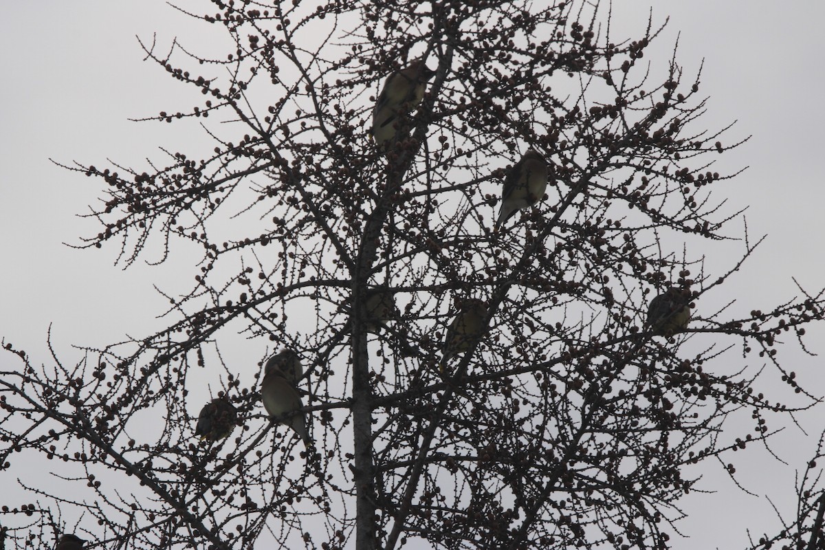 Cedar Waxwing - ML629954396