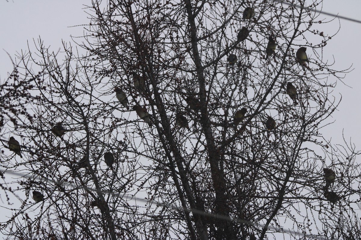 Cedar Waxwing - ML629954397