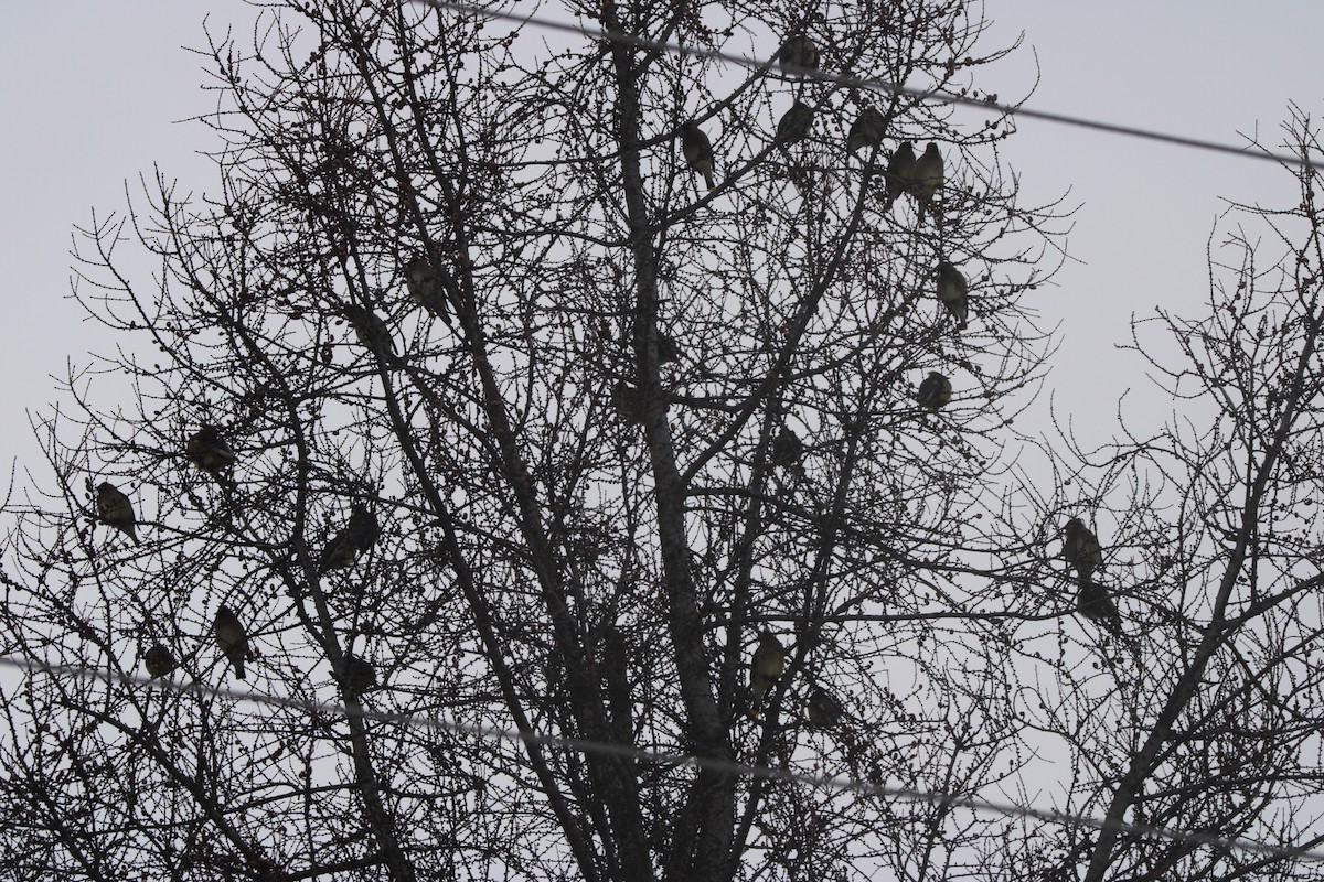 Cedar Waxwing - ML629954398