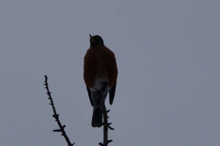 American Robin - ML629954445