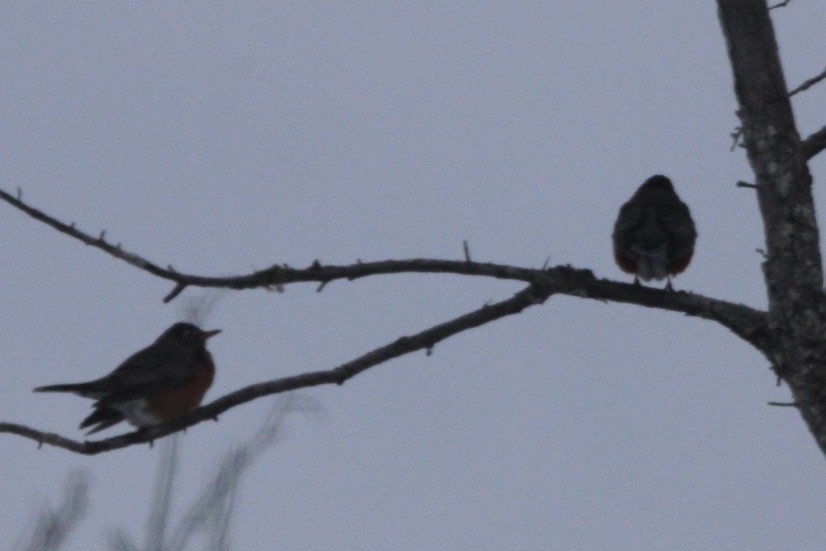 American Robin - ML629954446