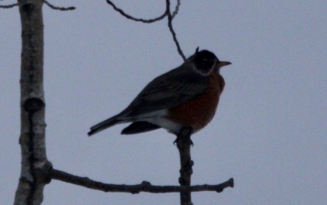 American Robin - ML629954447