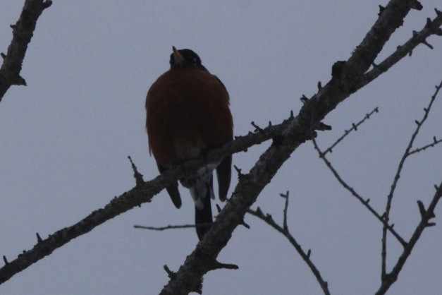 American Robin - ML629954448