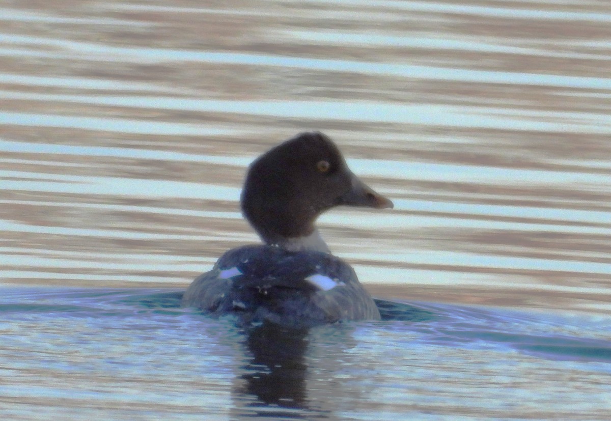 Common Goldeneye - ML629954646