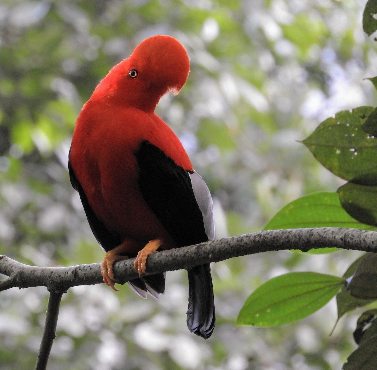 Andean Cock-of-the-rock - ML629954698