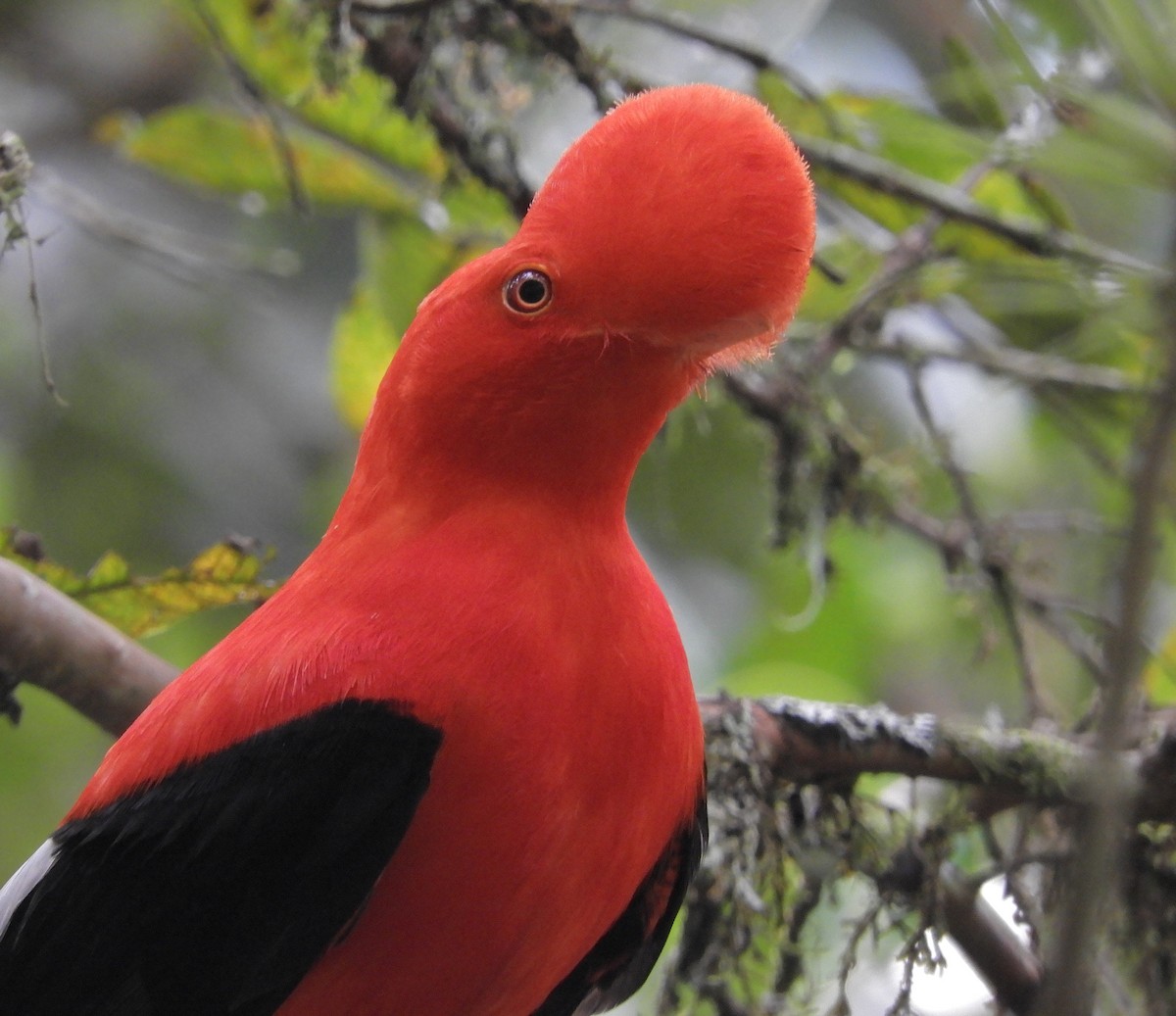 Andean Cock-of-the-rock - ML629954699