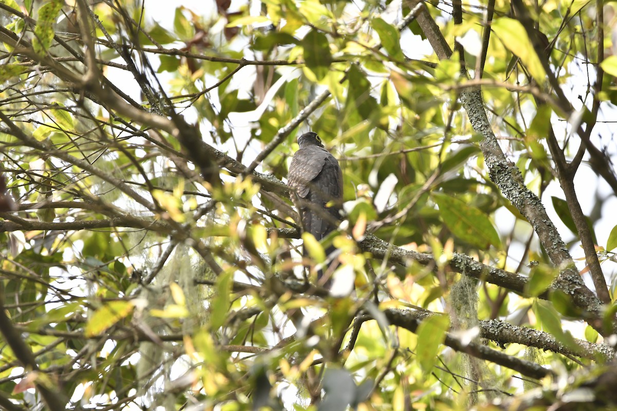 Barred Long-tailed Cuckoo - ML629954718
