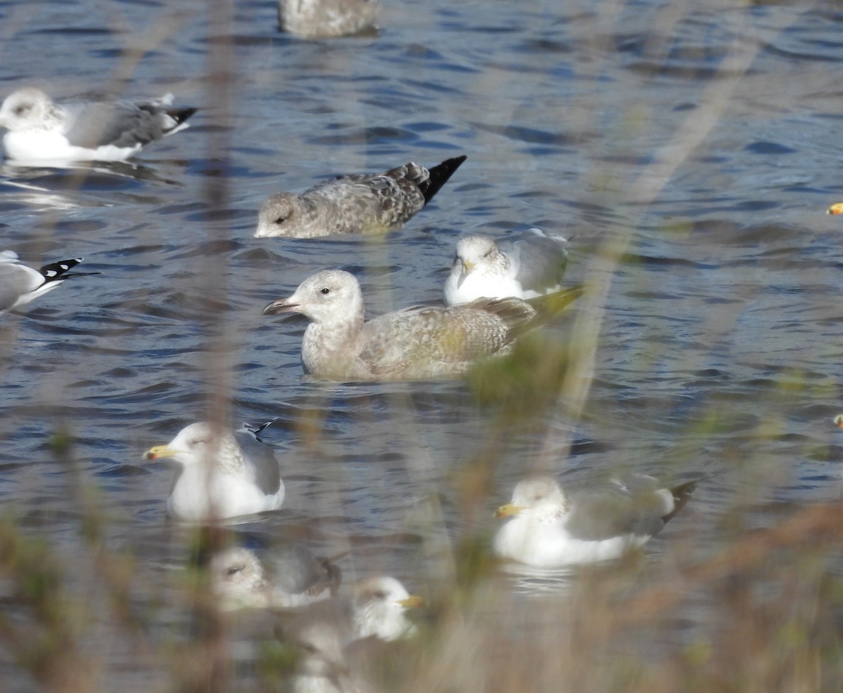 Larus sp. - ML629954737