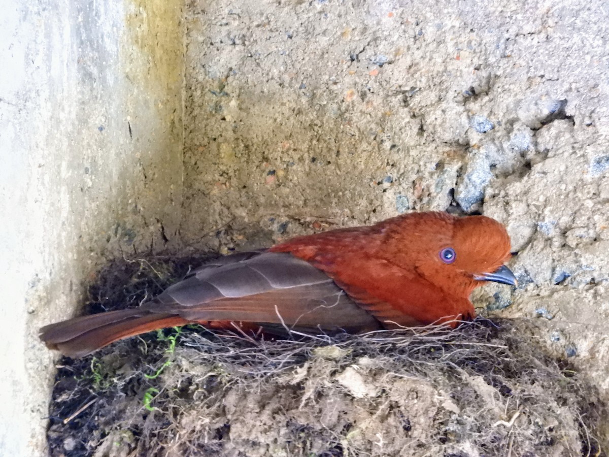 Andean Cock-of-the-rock - ML629954796
