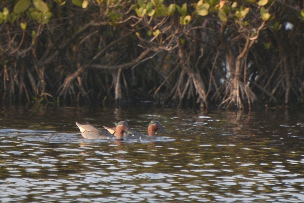 Green-winged Teal - ML629954830