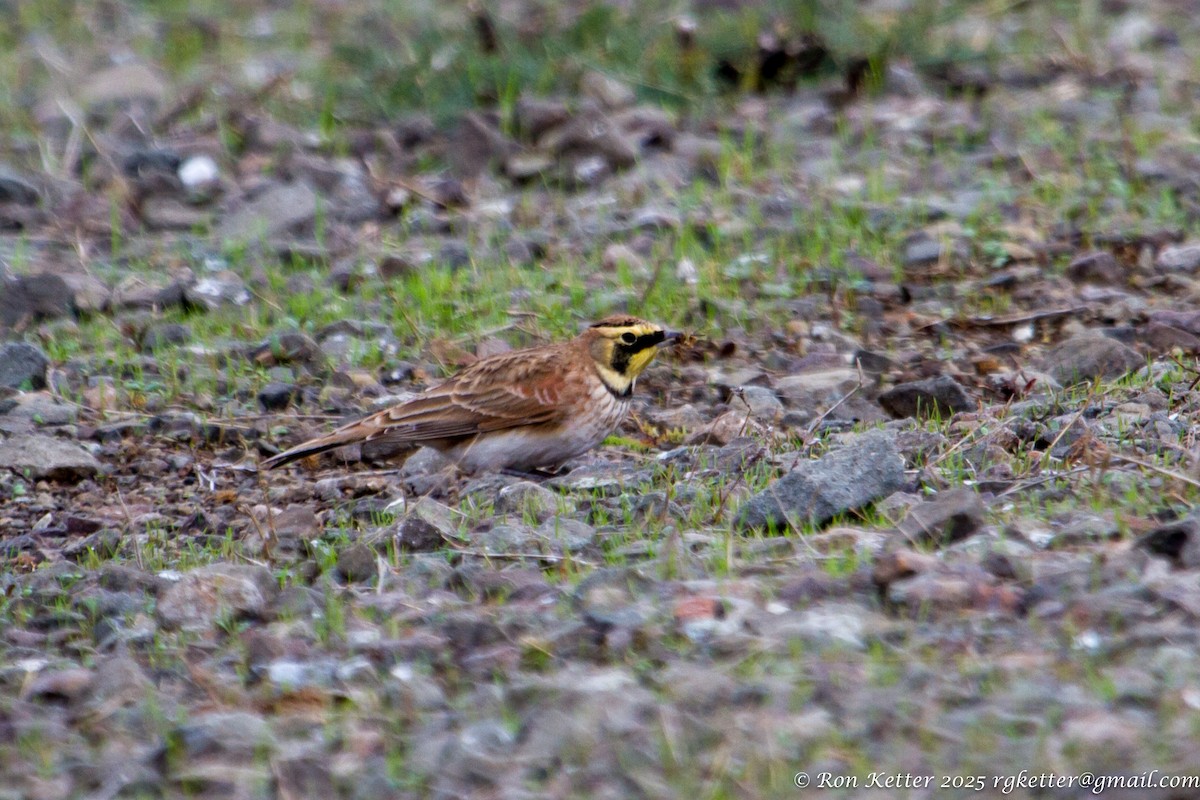 Horned Lark - ML629954913