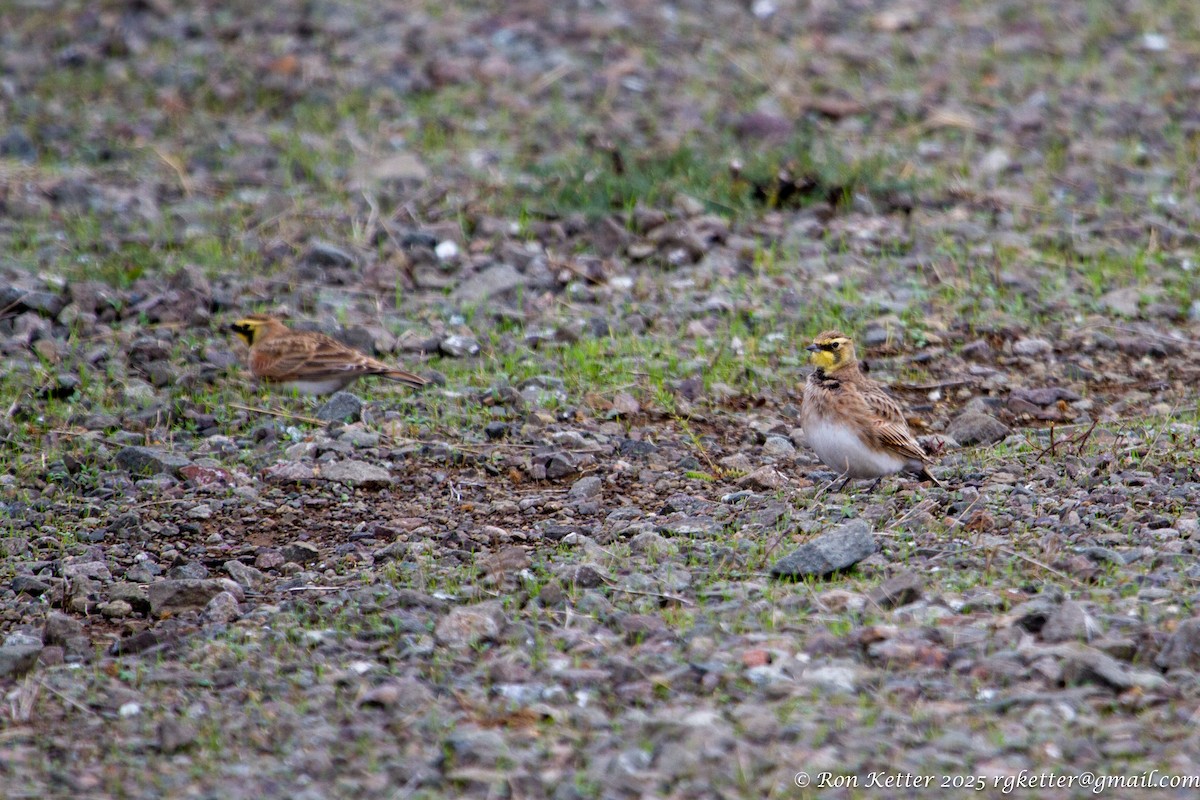 Horned Lark - ML629954914