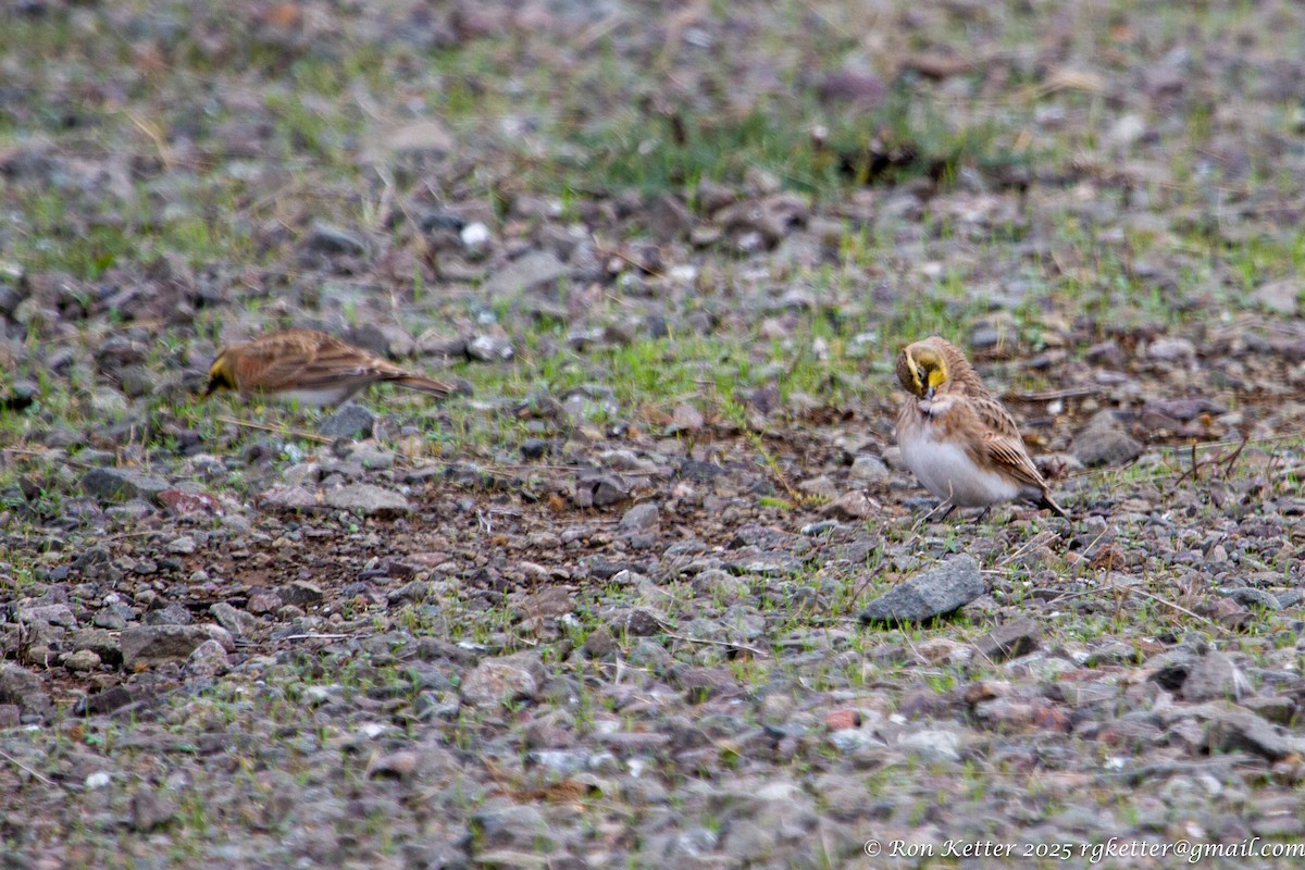 Horned Lark - ML629954915