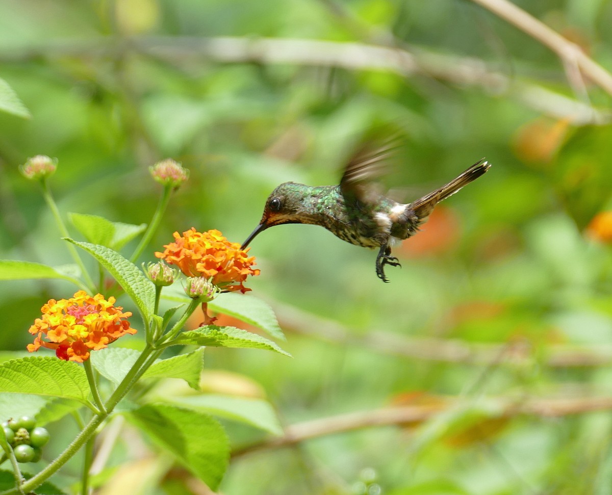 Racket-tipped Thorntail - ML629955062