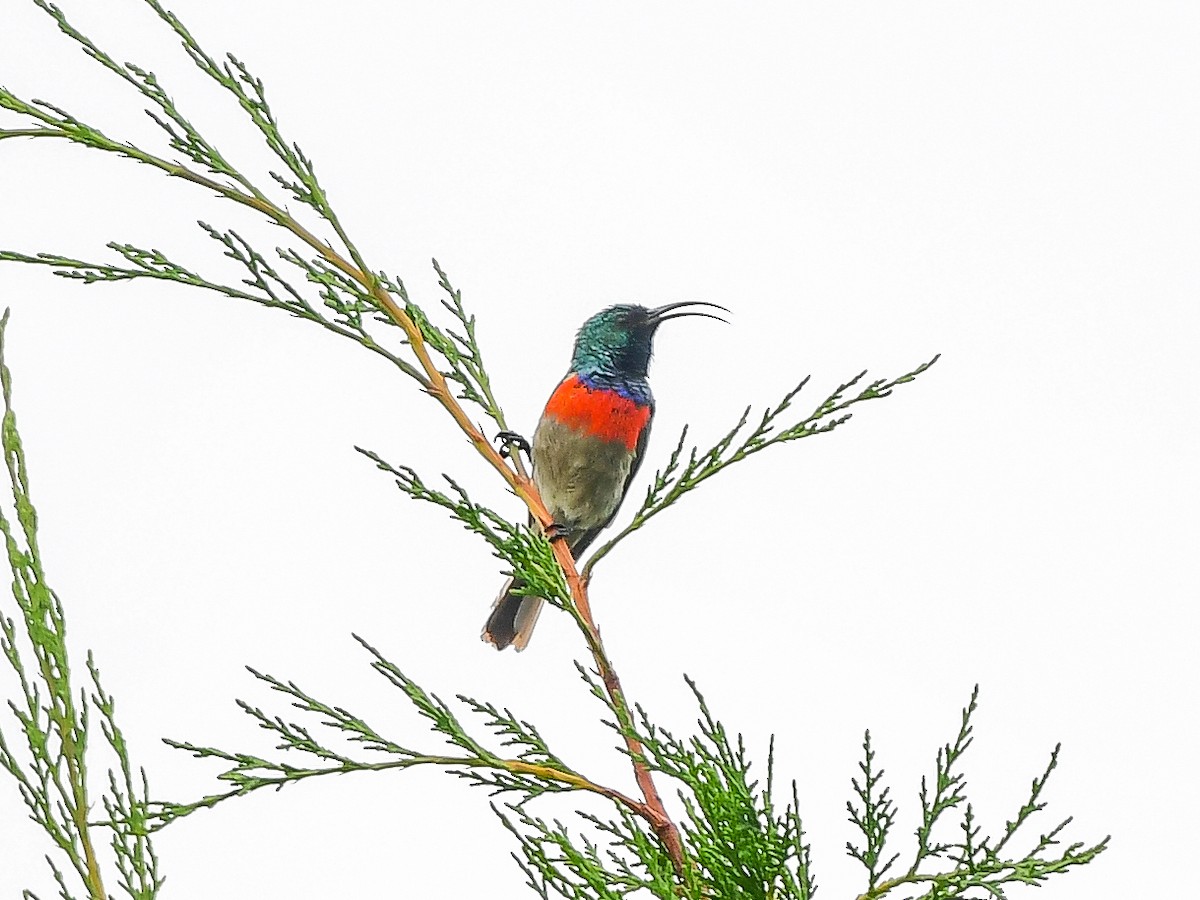 Greater Double-collared Sunbird - ML629955183