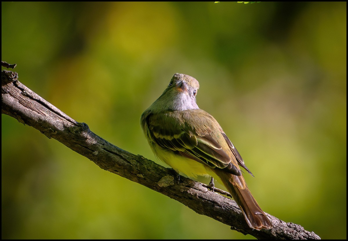 Great Crested Flycatcher - ML629955197