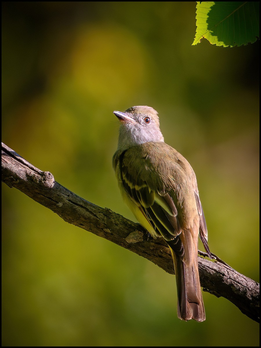 Great Crested Flycatcher - ML629955198