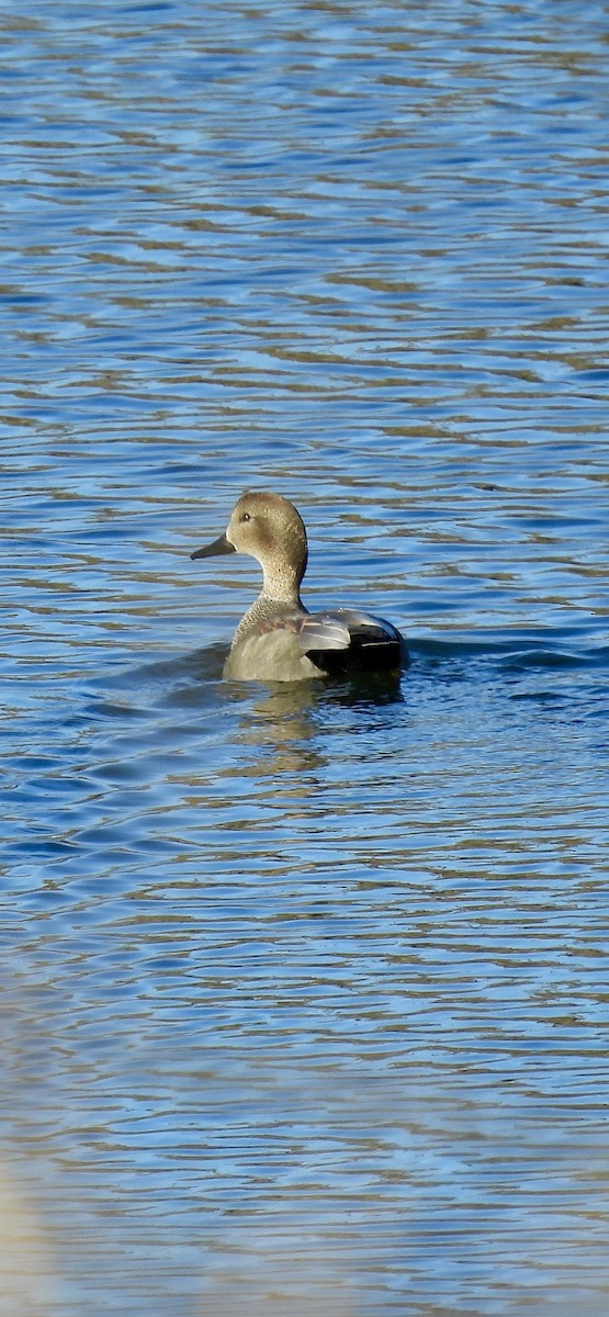 Gadwall - ML629955355