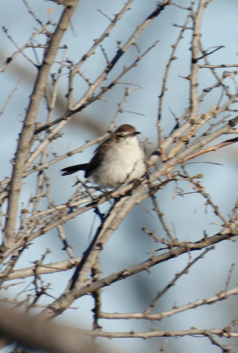 Bewick's Wren - ML629955359